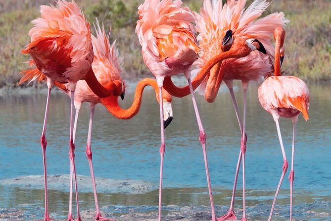 Private Island & Snorkeling Tour - Key Points