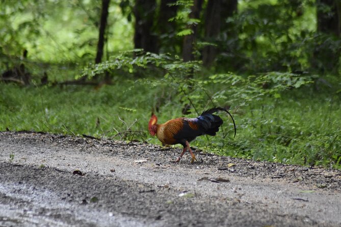 Private Jeep Safari at Minneriya National Park - Key Points