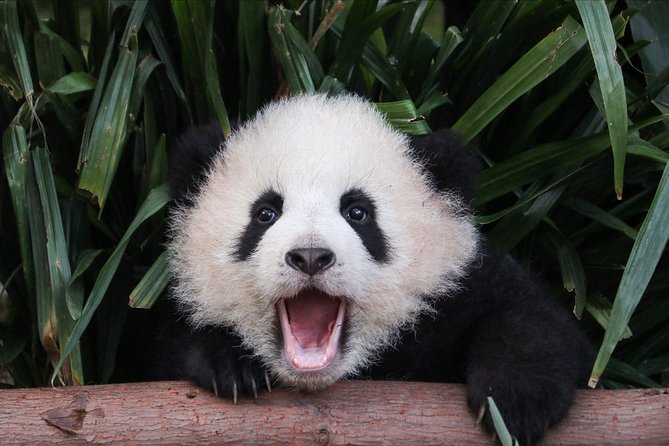Private Panda Tour With Cooking Class One-Day Trip - Key Points