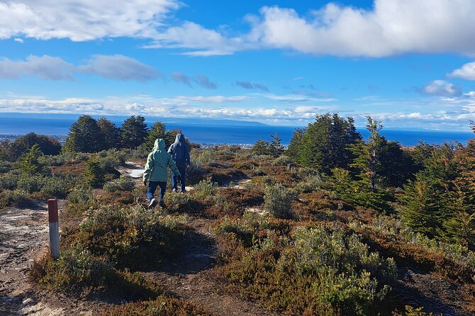 Private Patagonian Forest Hike in Punta Arenas: 4 Hour - Key Points