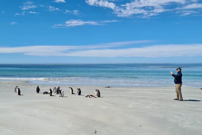 Private Penguin Paradise Tour: Penguins, Scenery + Stanley - Key Points