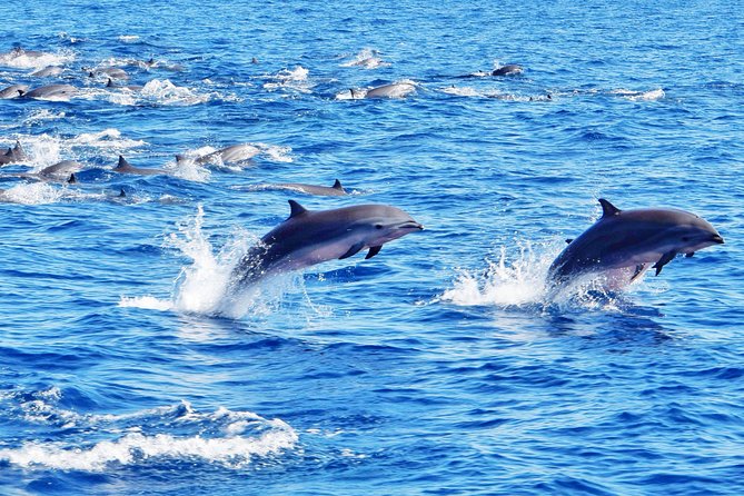 Private Premium Whale and Dolphin Safari St Lucia - Tour Overview