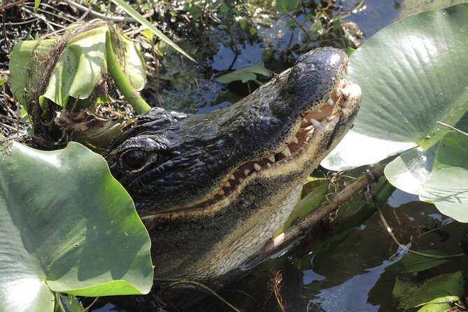 Private River Of Grass Everglades Airboat Adventure - Key Points