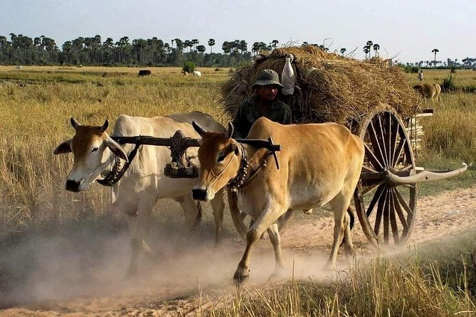 Private Siem Reap Quad Bike Adventure - Key Points