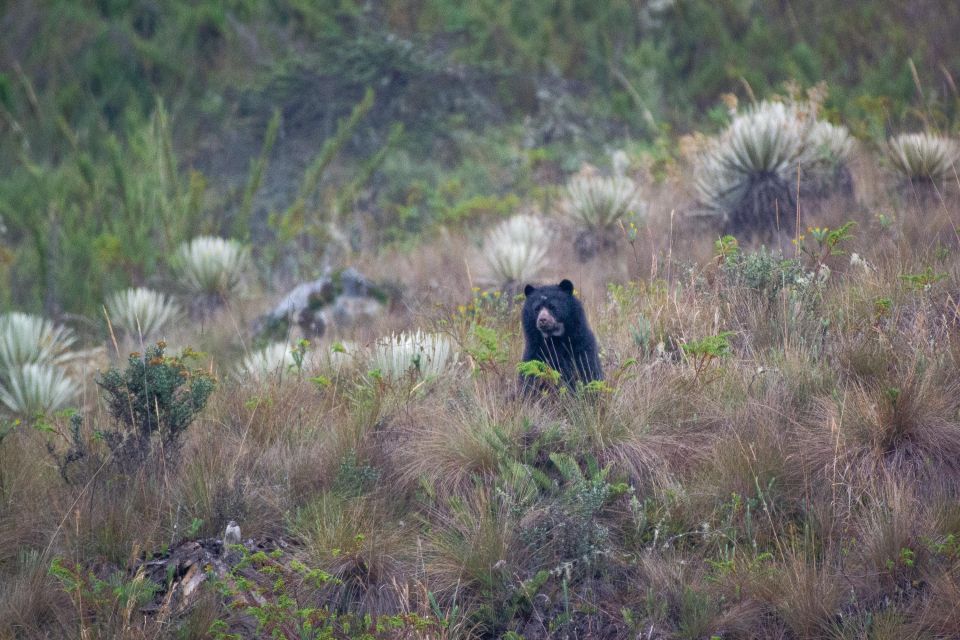 Private Sight Tour Chingaza Paramo From Bogota, Andean Bear - Key Points