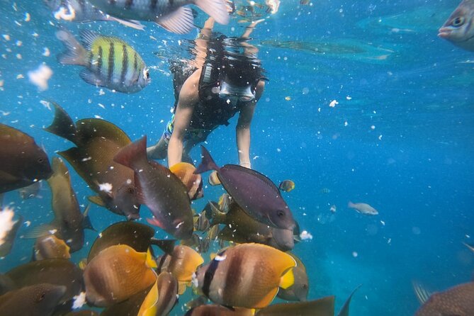 Private Snorkeling in Manta, Gamat & Crystal Bay at Nusa Penida - Key Points