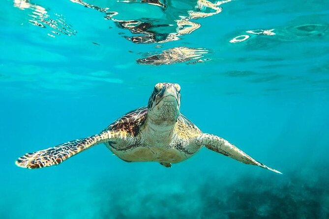Private Tour: Barbados Catamaran Snorkeling Cruise - Overview of the Tour