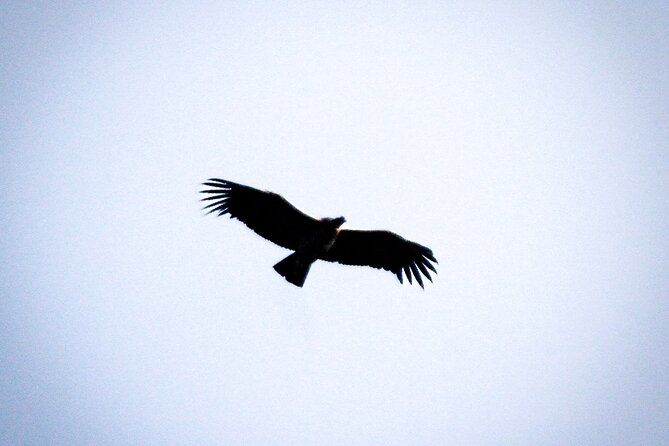 Private Tour to Spotting Condors at Antisana Volcano All Included - Key Points