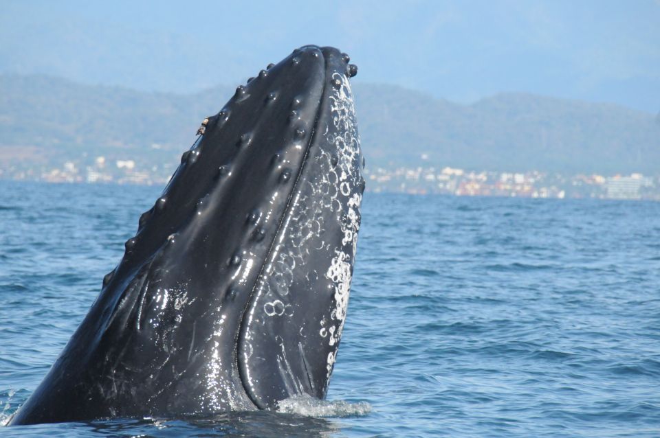 Puerto Vallarta: Humpback Whale Research Adventure Tour - Tour Duration and Inclusions