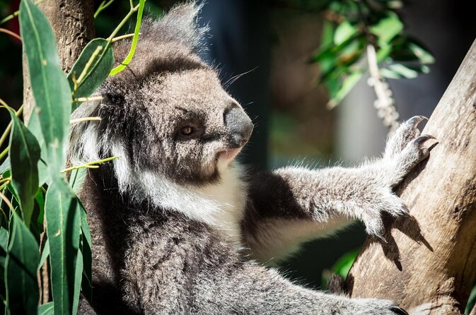 Puffing Billy And Healesville Sanctuary Scenic Tour - Key Points