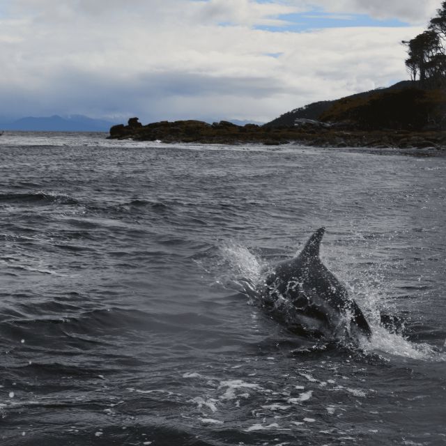 Punta Arenas: Cape Froward Guided Sail and Trekking Day Trip - Key Points