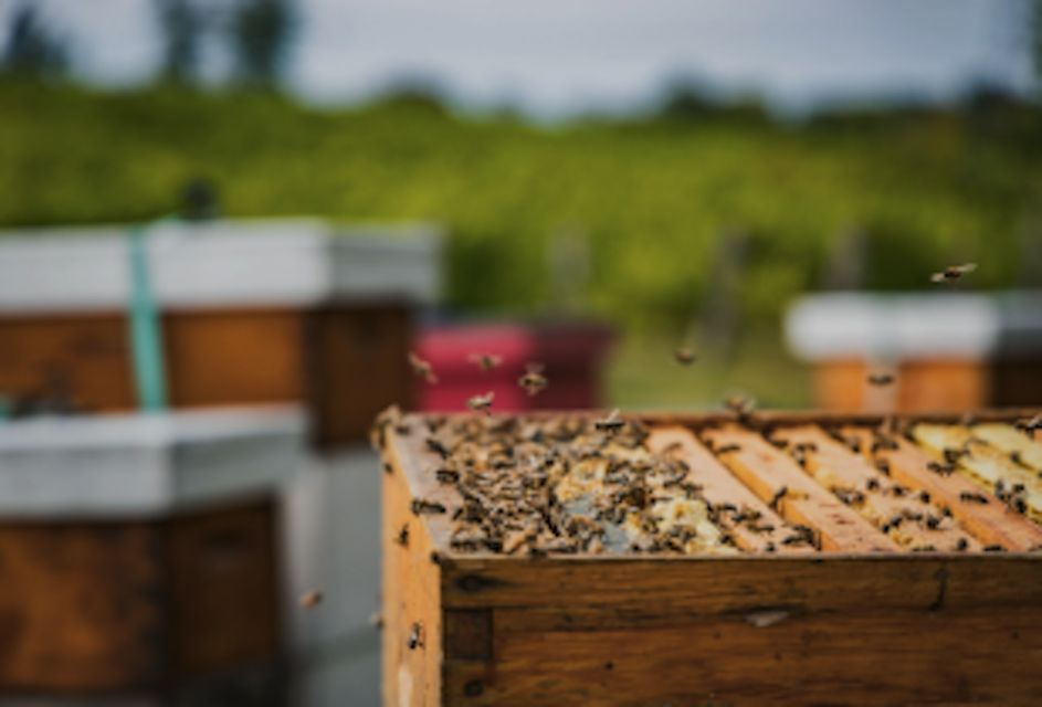 Quebec City: Honey and Distillery Tour With Tasting - Key Points