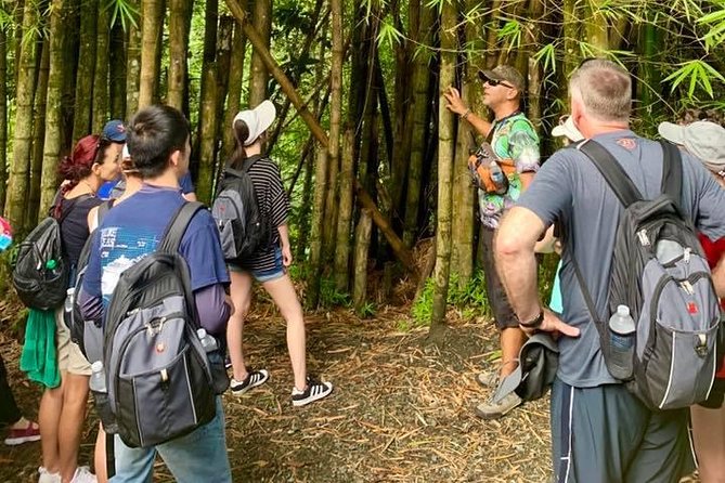 Rainforest Evening/Night Nature Walk (Twilight Rainforest Tour) - Key Points