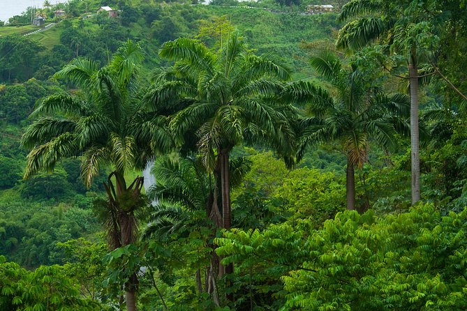 Rainforest Tour - Key Points