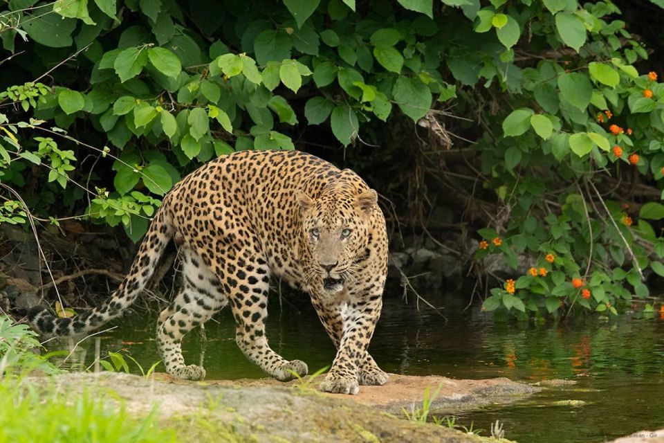 Ranthambore: Skip-the-Line Tiger Safari in Sharing Canter - Key Points