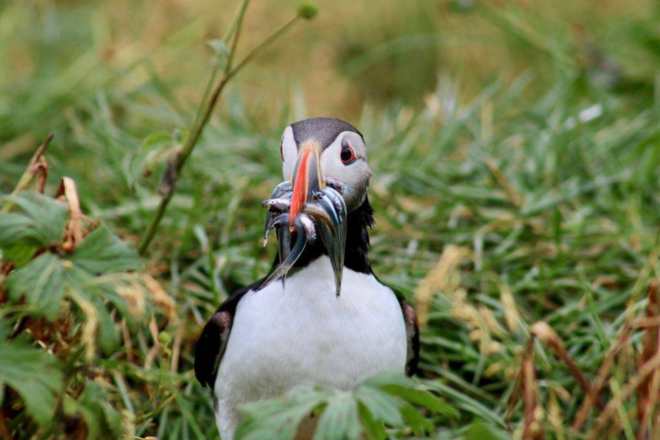 Reykjavik: 1-Hour Puffin Watching Tour - Key Points