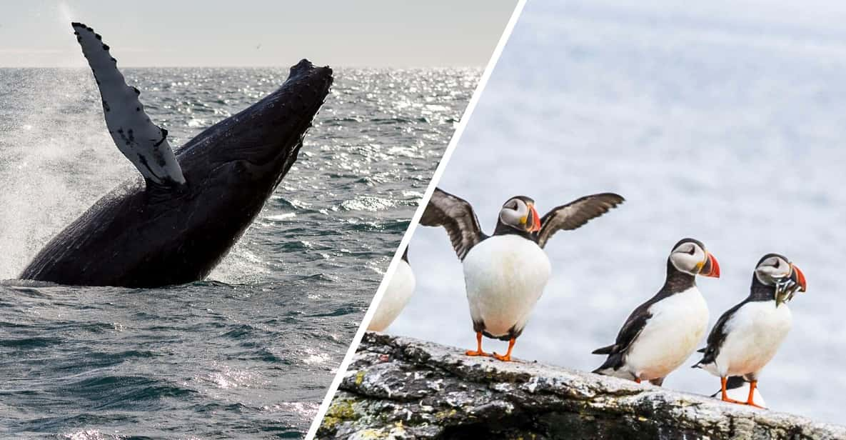 Reykjavik: Whale Watching and Puffin Excursion - Key Points