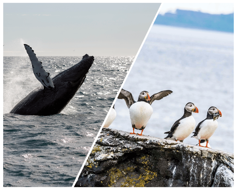 Reykjavik: Whale Watching and Puffin Excursion - Customer Feedback and Ratings