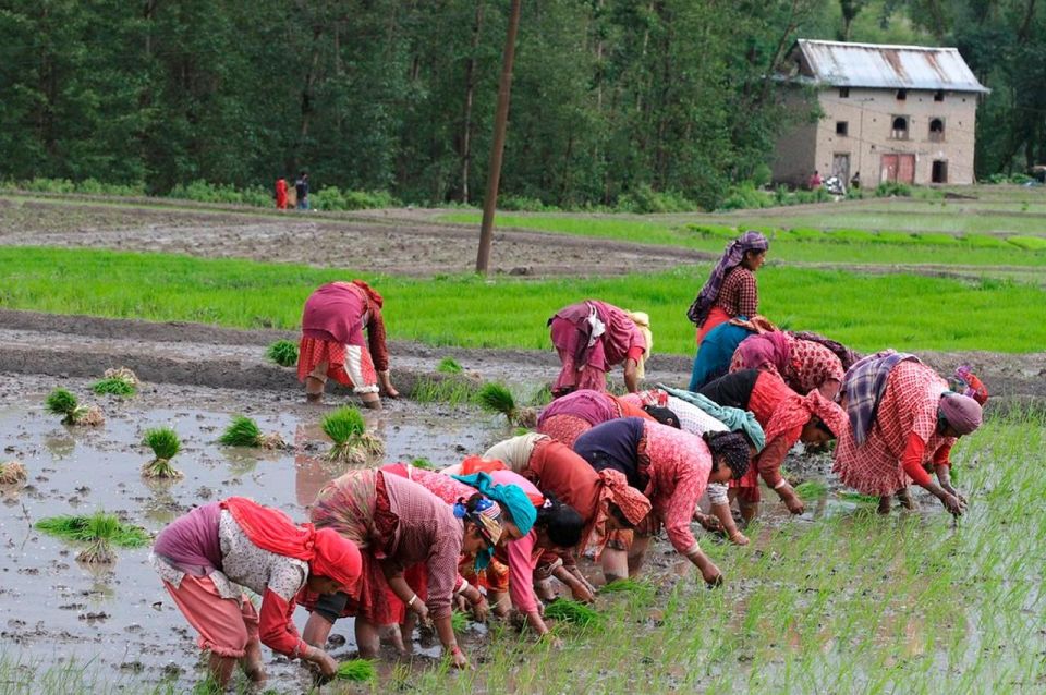 Rice Planting in Nepal - Key Points