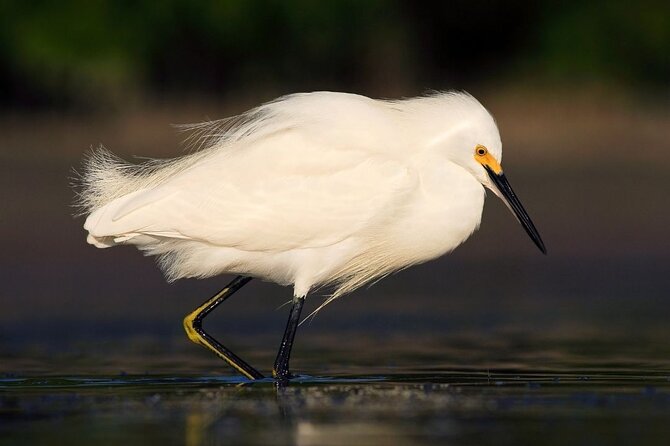 Safari Float and Wild Life Experience in Arenal - Overview of the Experience