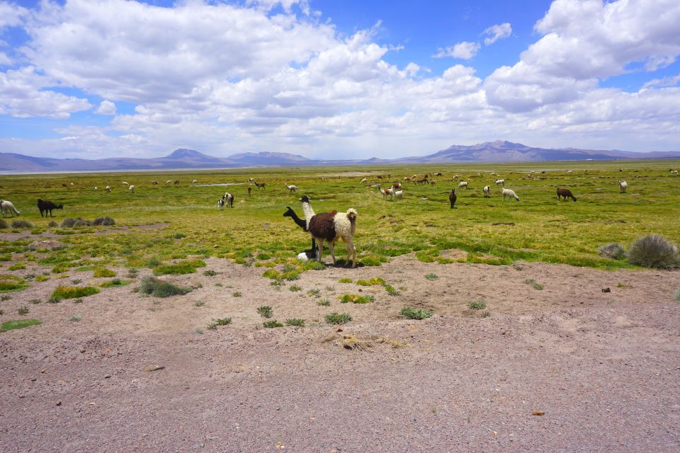 Salinas Salt Lagoon Private Tour: Day Trip From Arequipa - Key Points