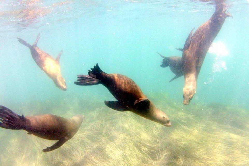 San Diego: La Jolla Cove Guided Snorkeling Tour - Key Points