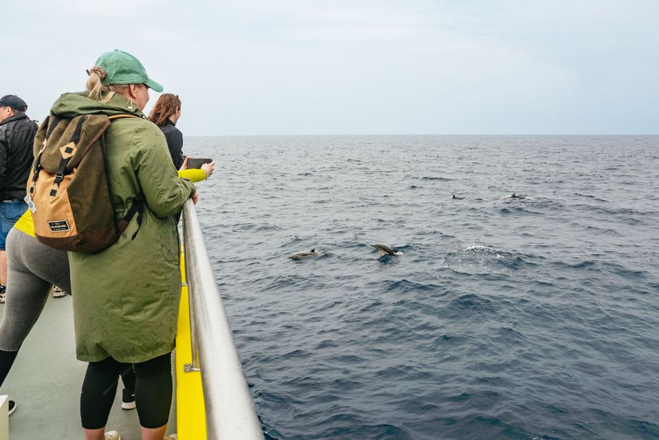 São Miguel Azores: Half-Day Whale Watching Trip - Key Points