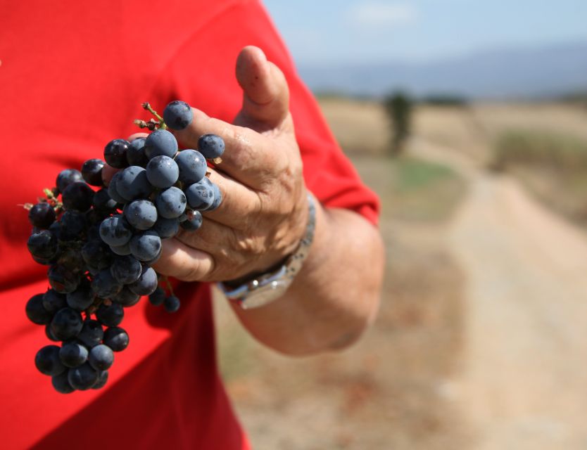 Sardinia: Winery Tour and Wine Tasting Experience - Key Points