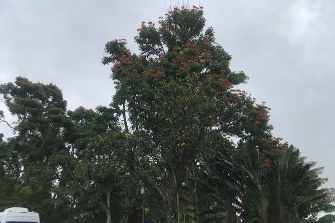 Scenic Tropical Rainforest & Island Tour - Booking Information