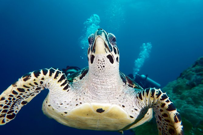 Scuba Diving at Padangbai: Shark Point and Blue Lagoon - Location and Accessibility