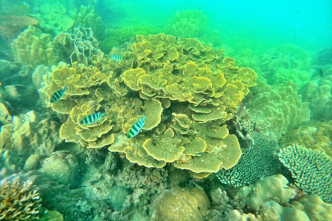 SCUBA DIVING OPTION For Beginners in Phu Quoc Island - Key Points