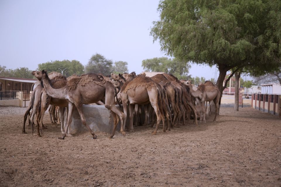 See Camel Centre, Rat Temple From Jodhpur With Bikaner Drop - Key Points