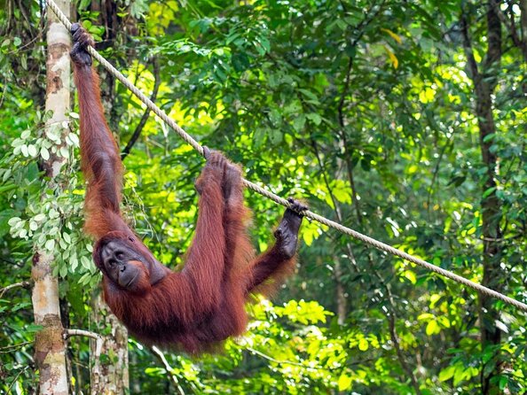 Semenggoh Orangutan Centre From Kuching - Key Points
