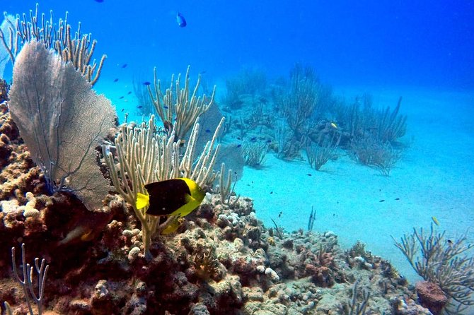 Shared 2 Hours Sosúa Bay Snorkeling With Professional Guide - Key Points