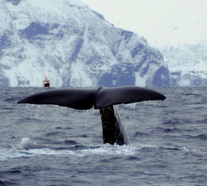 Skjervøy: Birds and Wildlife of Arctic Norway - Good To Know