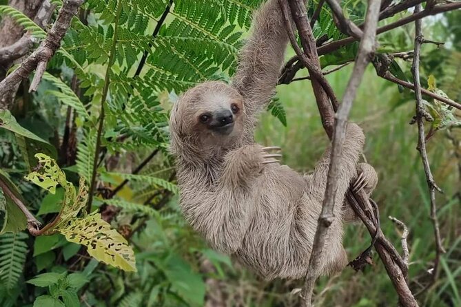 Sloth Forest Tour, Organic Coffee and Chocolate Tour and Waterfall - Tour Overview