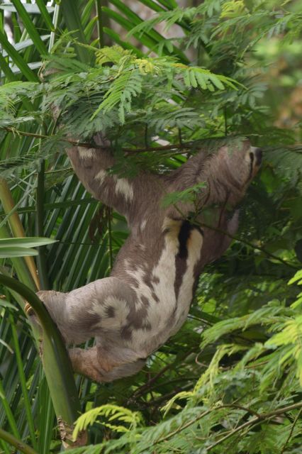 Sloth Search - Key Points