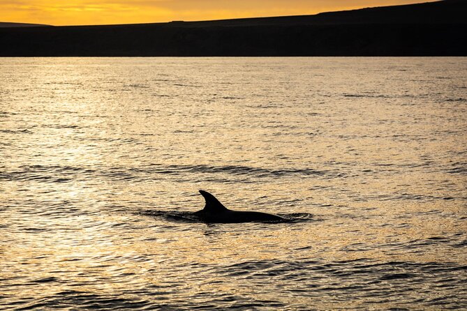 Small Group Dolphin Sunset Tour on Electric Catamaran Lanzarote - Tour Overview and Details