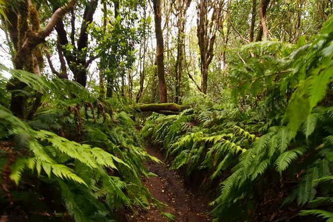 Small Group Guided Hiking in Anaga Rural Park in Tenerife - Good To Know