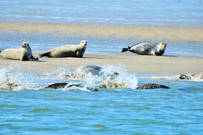 Small Group Half Day Seal Safari at UNESCO Site Waddensea From Amsterdam - Key Points