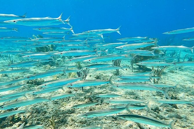 Snorkeling Adventure in Aguadilla - Overview of the Tour