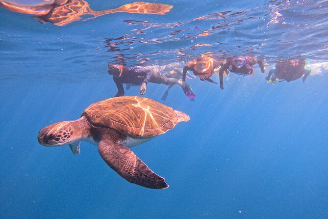 Snorkeling and Boat Tour in a Turtle Area - Good To Know