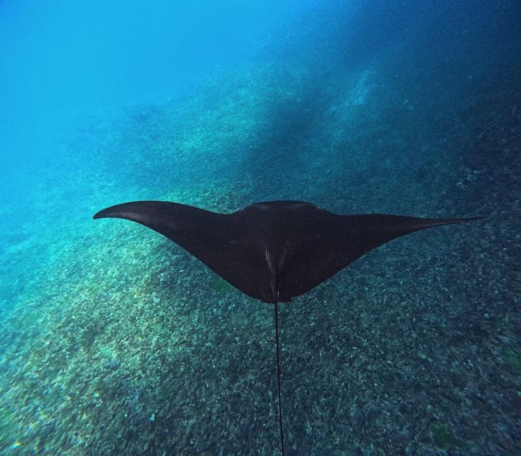 Snorkeling Nusapenida - Best Part Swim With the Mantarays🤙 - Key Points
