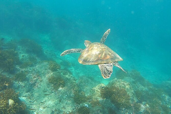 Snorkeling Tour in Caño Island With Lunch From Drake Bay - Tour Overview