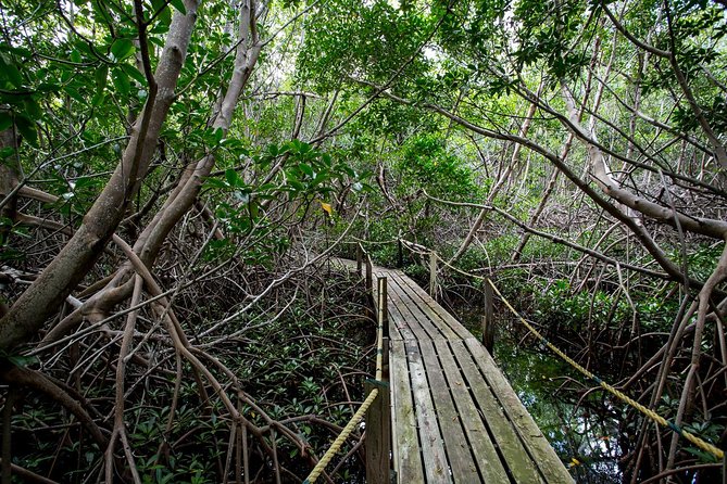 SoCoHo Half Day - Mangrove Kayak & Reef Snorkeling - Itinerary Details