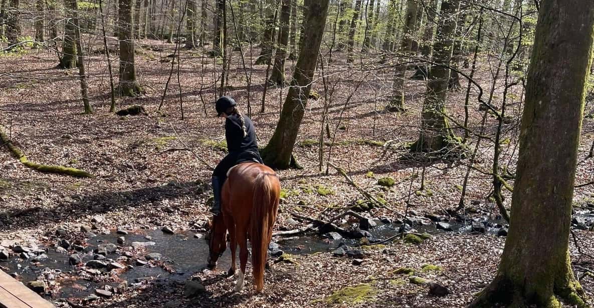 Söderåsen National Park: 1.5-Hour Horseback Ride - Key Points