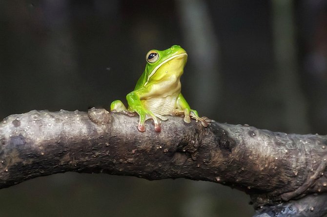 Solar Whisper Daintree River Crocodile and Wildlife Cruise - Key Points