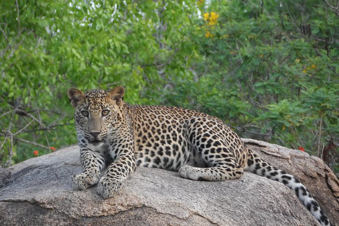 Special Leopards Safari - Yala National Park - 04.30 Am to 11.30 Am - Key Points