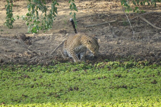 Special Morning Safari -04.30 Am to 11.30 Am - Half Day Safari - Key Points