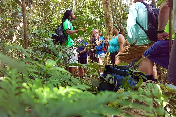 St Kitts Half-Day Rainforest Tour - Experience Highlights